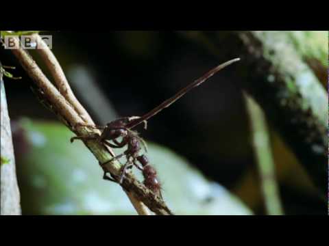 Cordyceps: attack of the killer fungi  Planet Earth Attenborough BBC wildlife