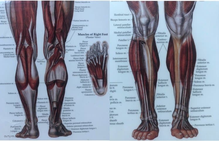You have countless muscles throughout your ankles, feet, shins, and legs that atrophy from disuse.