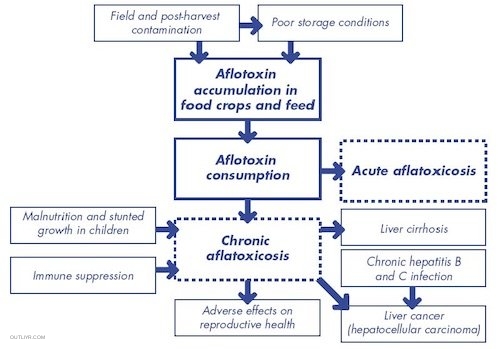 Moldy food in food supply