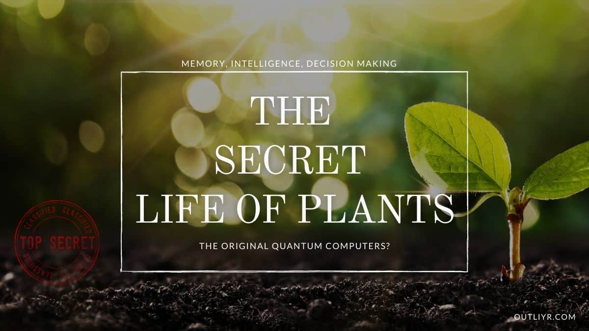 The Intelligence, Memory & Pain Of Plants (Are They Conscious?)